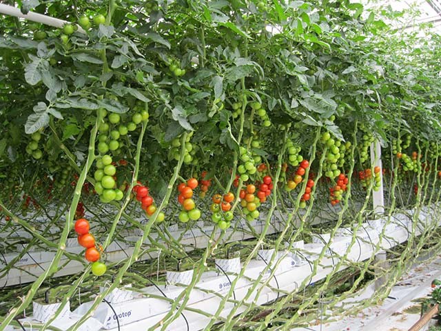 Tomatenpflanzen Mineralwolle